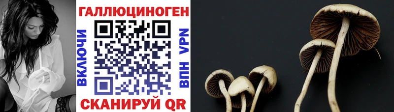 Купить где  Инсар  Псилоцибиновые грибы мицелий 